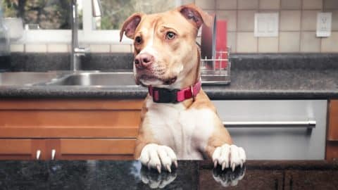 Large dog caught counter surfing in kitchen.