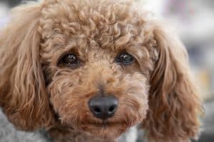A Poodle crying and teary-eyed