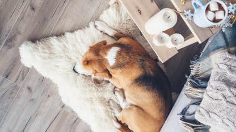 Beagle dog sleeps on fur carpet in living room, cozy christmas time atmosphere