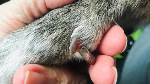 Person holding dog's paw in hand showing dewclaw