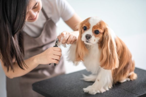 Trimming a dog's nails and dewclaw at home