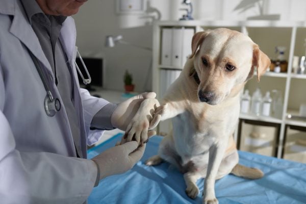 Vet examining dog dewclaw