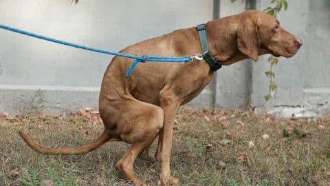 Dog struggling with diarrhea