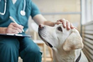 Dog at the vet clinic, getting checked for diseases