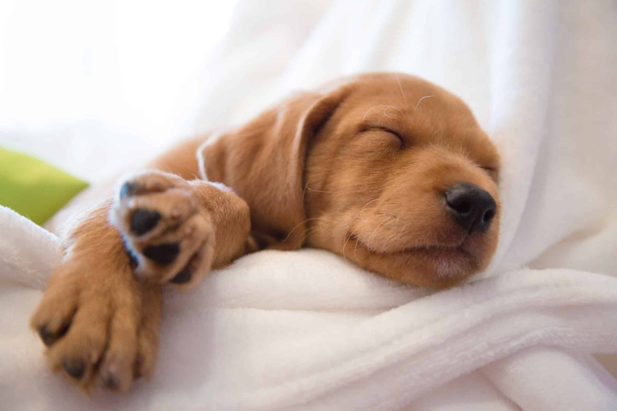 A cute dog sleeping and dreaming