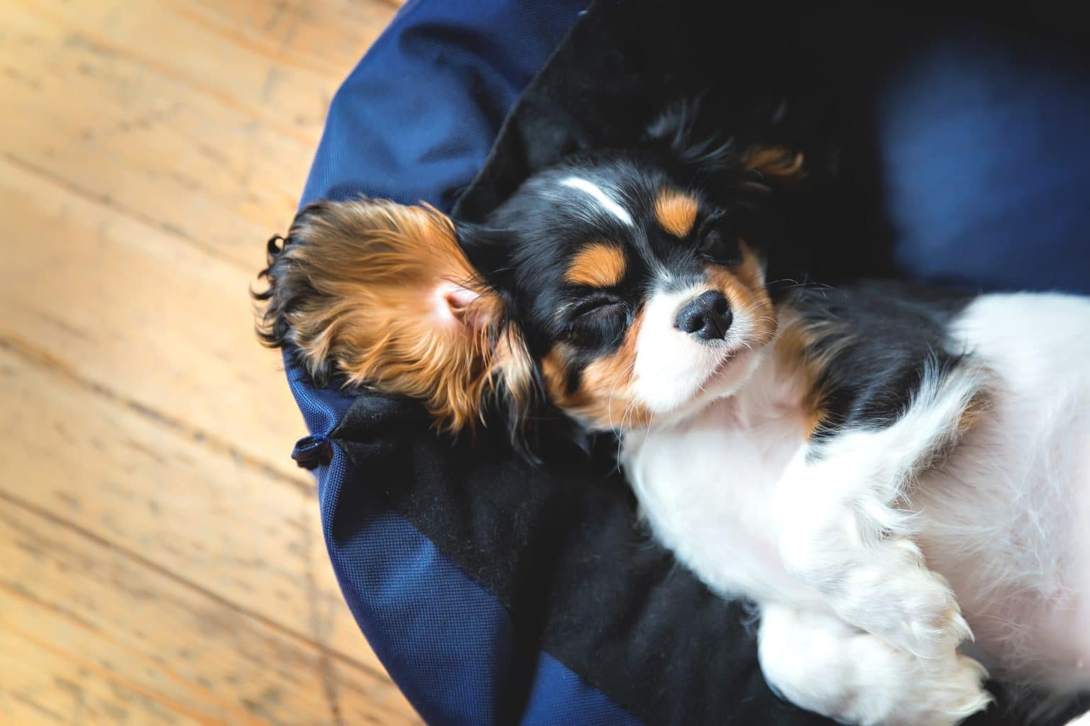 What Do Dogs Dream About? Dreams vs. Nightmares