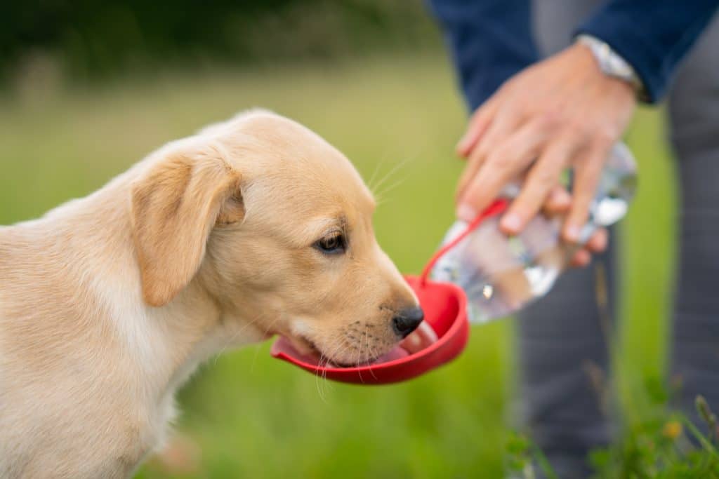 Cachorro de labrador bebiendo agua de una botella durante durante un paseo al aire libre.