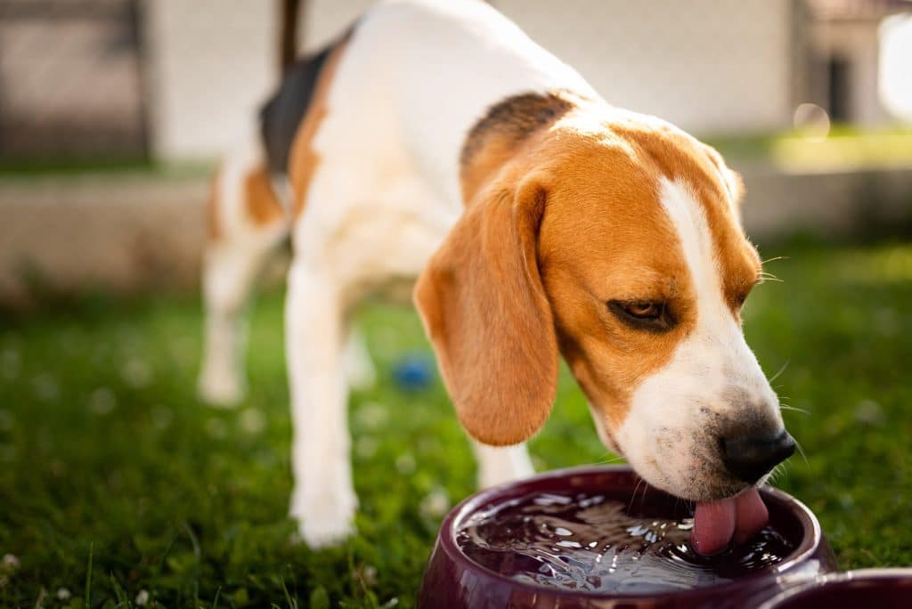 A thirsty Beagle drinking water