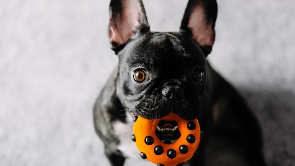 Black dog learning drop it with toys