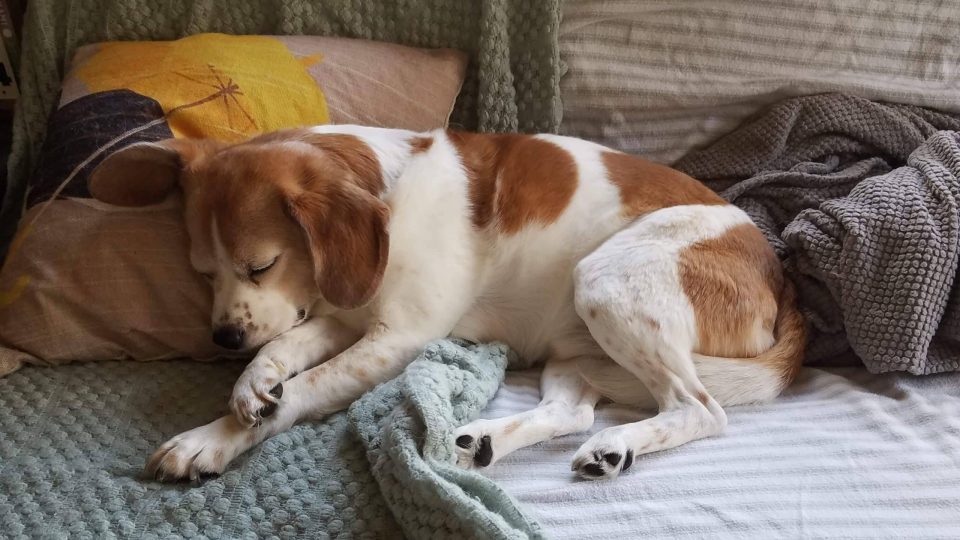 Beagle with floppy ears sleeping