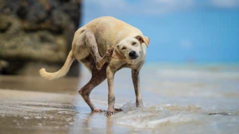 Dog at beach scratching ear with foot