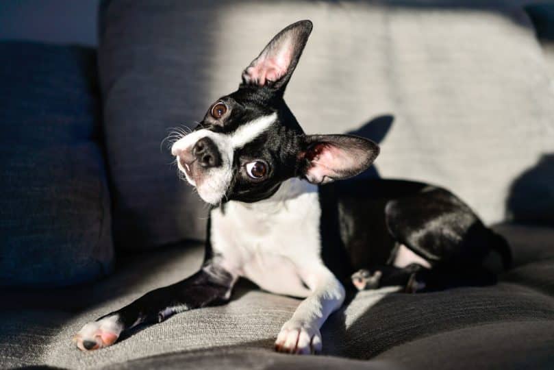 Boston Terrier mit geneigtem Kopf und spitzen Ohren