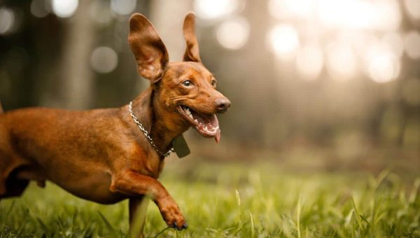 Dog running in grass with floppy ears up