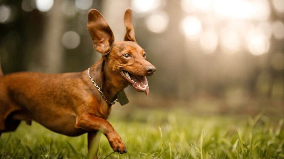 Dog running in grass with floppy ears up