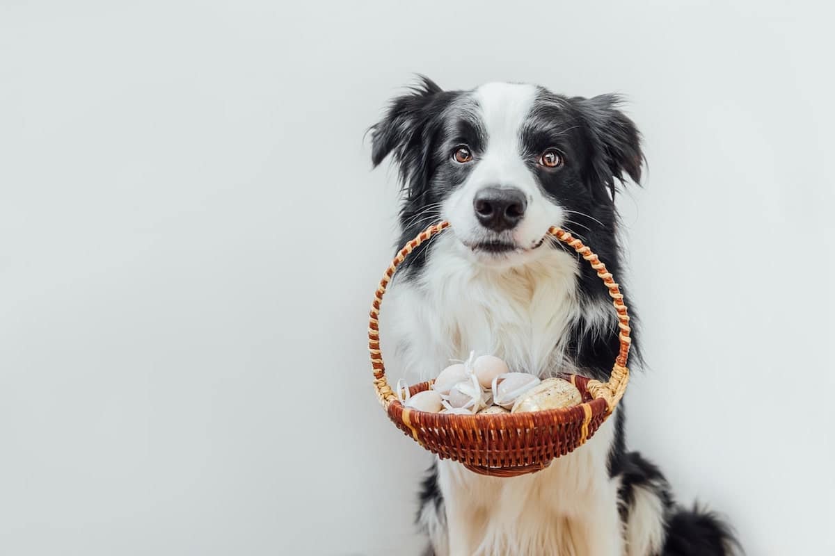 Dog carrying basket with easter eggs