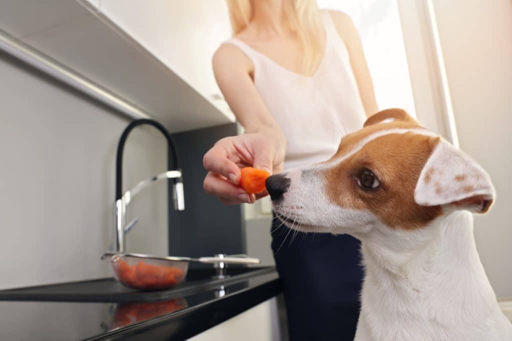 A pet parent feeding their dog a carrot