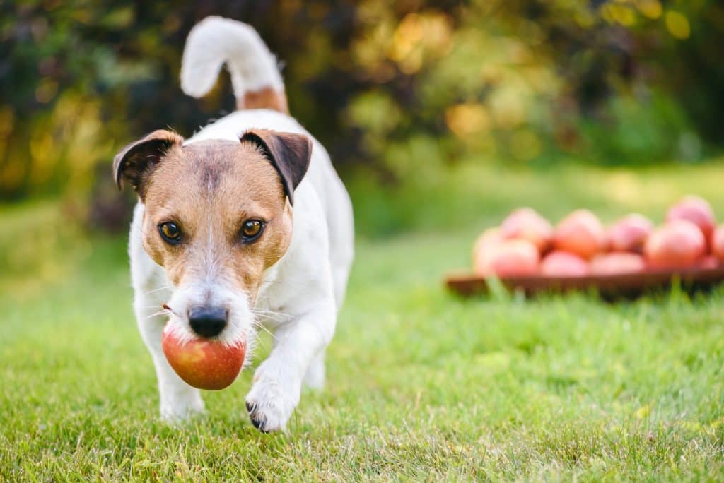 A dog eating an apple outside