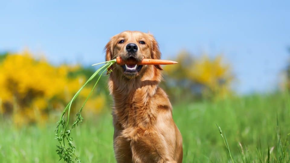 A dog eating a delicious carrot