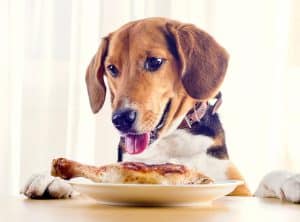 A beagle waiting to eat roasted chicken