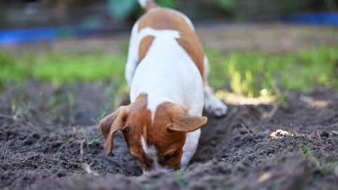 Brown and white dog eating dirt