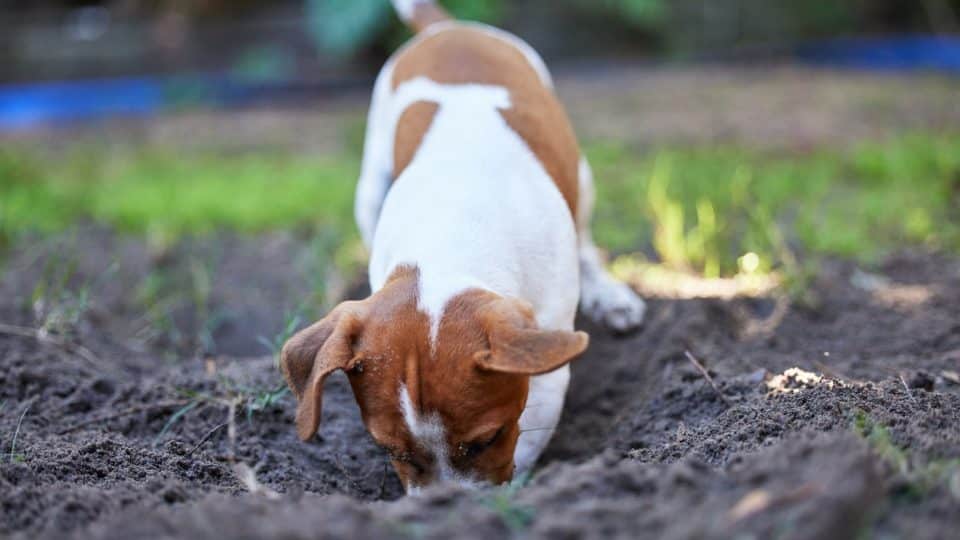 Brown and white dog eating dirt