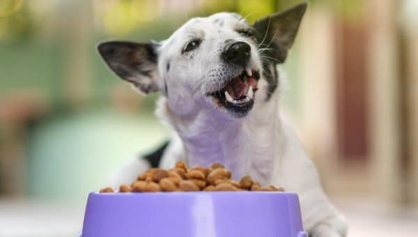 Dog eating their food too fast