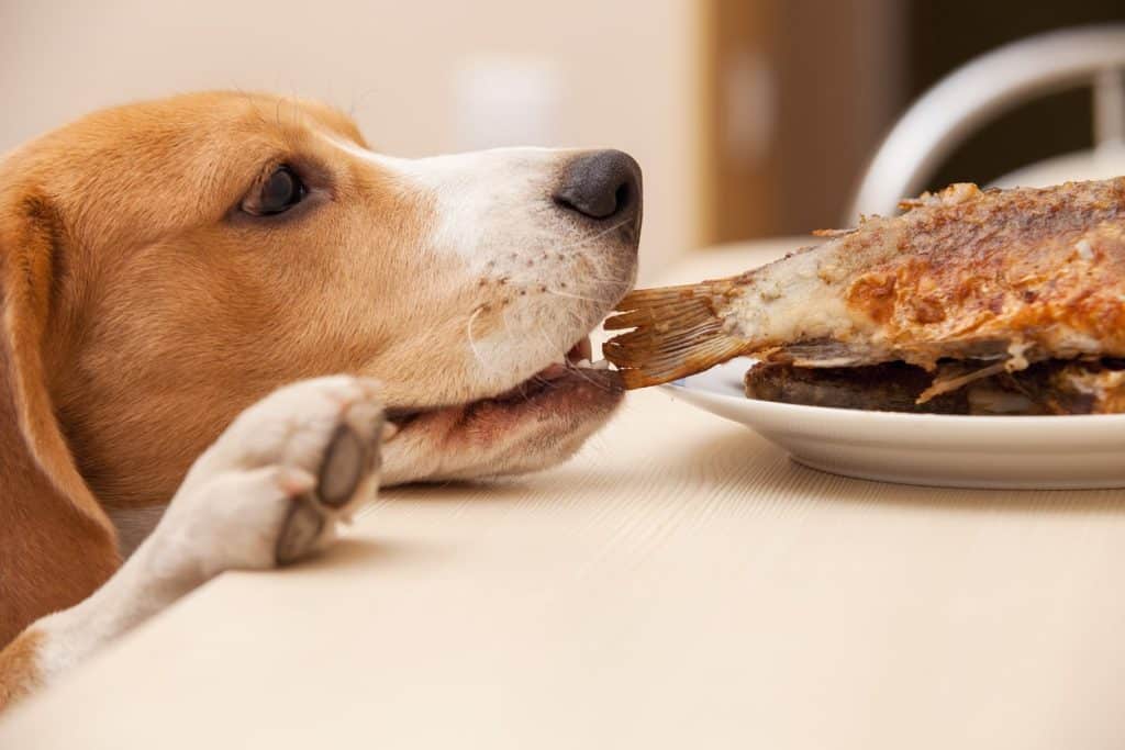 A Beagle waiting to eat a fish