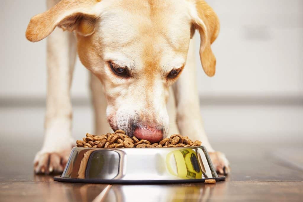 Hungry dog eating food