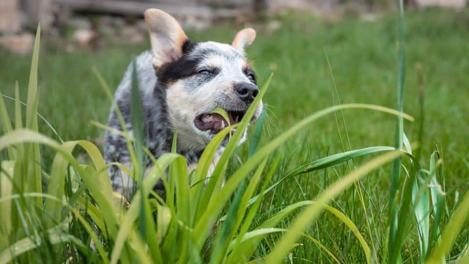 A black and white dog eating grass outside