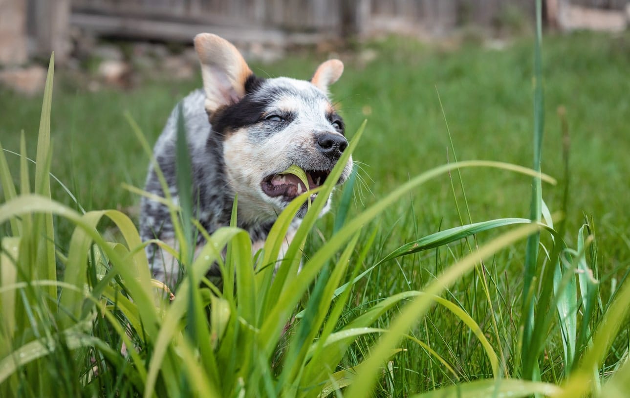 Snapshot of Dog Eating Grass And Oral Health Maintenance For Puppies With Gum Disease