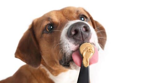 A cute dog licking peanut butter off a spoon