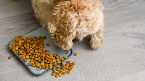 Dog eating unshelled peanuts off of the floor