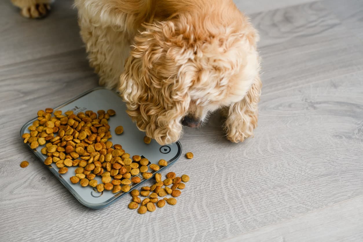 Foods Can You Feed Dogs Nuts Of Nuts Are Peanuts Good For Dogs To - Main Image