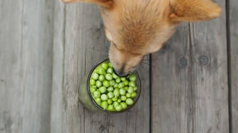 A dog eating peas from a bowl