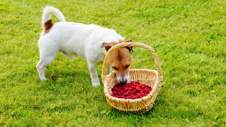 A dog eating fresh raspberries