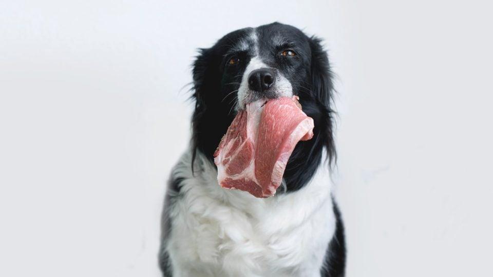 A black and white dog eating raw meat