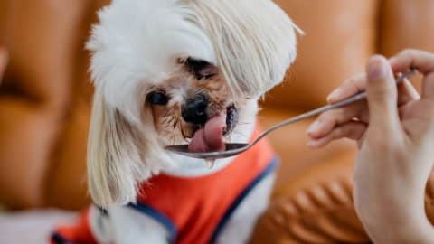 Dog licking soy sauce off of a spoon