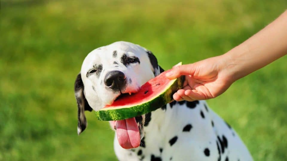 A Dalamation dog eating watermelon flesh