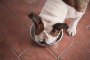A dog with bladder stones eating wet food