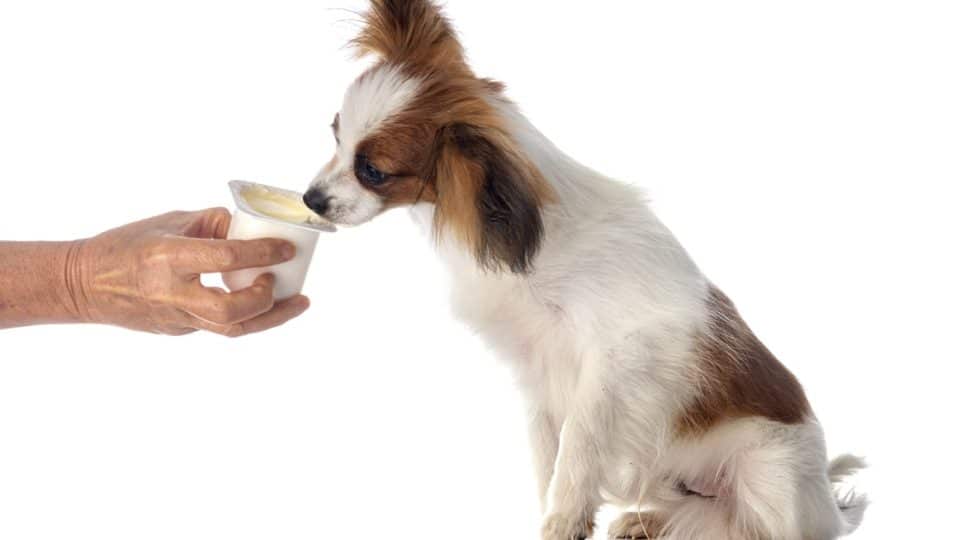 A dog eating Greek yogurt