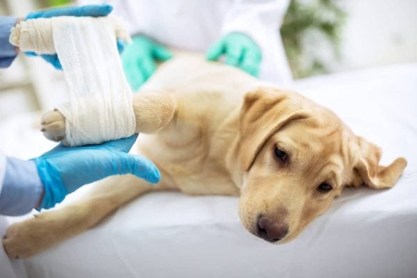 Vet wraps dog's injured leg