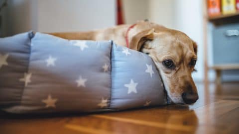 Sick dog lying in blue dog bed