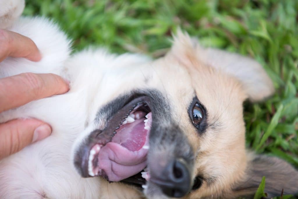 A dog being tickled outside