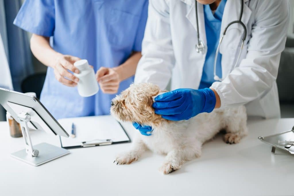 Vets giving a dog epilepsy medications