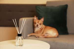Dog sitting next to an essential oil stick diffuser