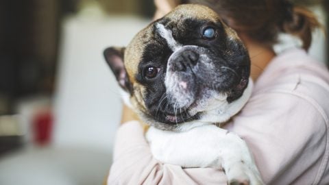 cute dog with cloudy eye being held by pet parent