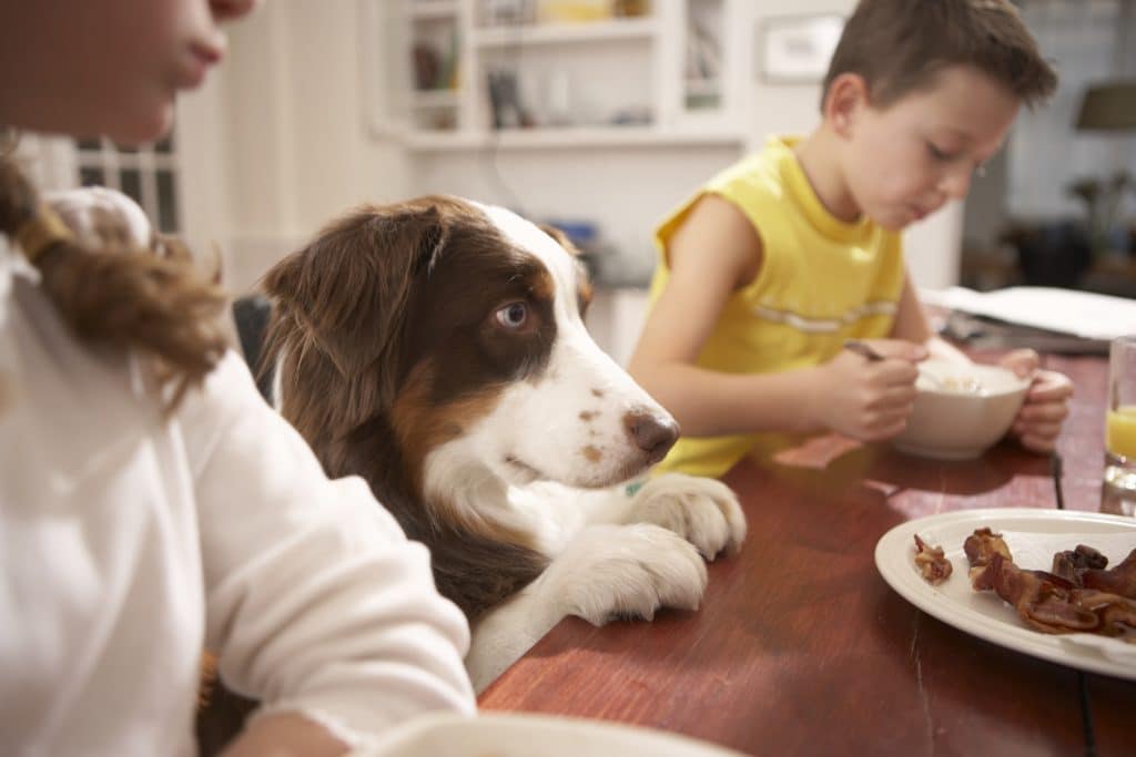 Niños (de 6 a 8 años) en la mesa de la cocina con un perro