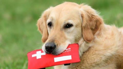 Golden Retriever holding first-aid-kit