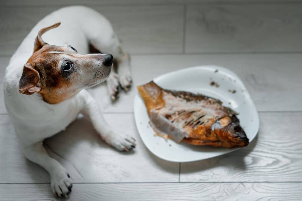 A dog eating cooked fish