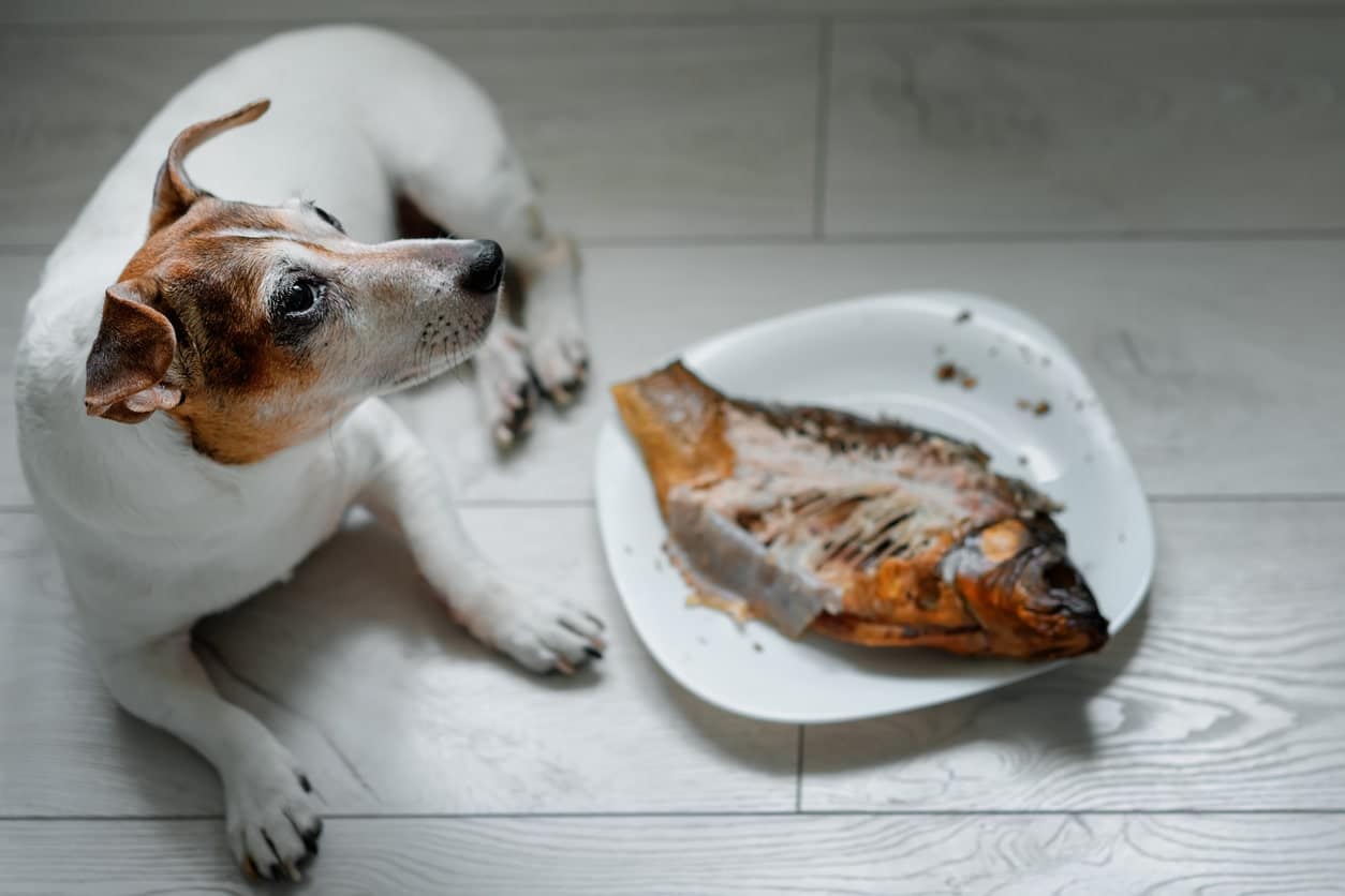 Can Dogs Eat Fish? Serving Suggestions & Recipes
